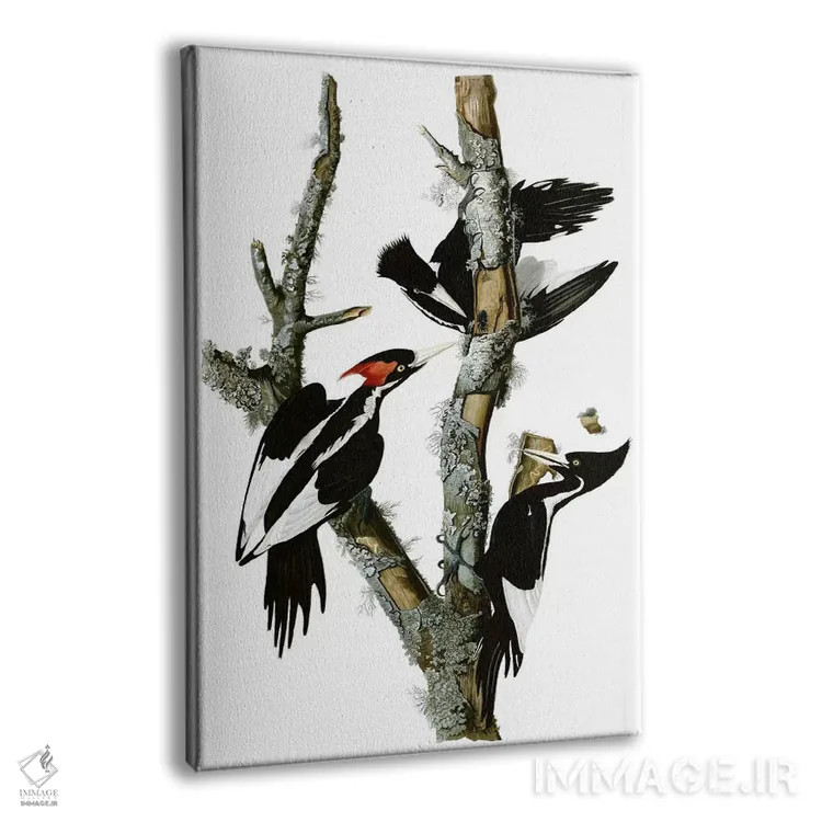 تابلو دارکوب منقارقوچی، ۱۸۲۹ اثر جان جیمز آدوبون (نقاش و پرندهشناس) - نمای پرسپکتیو محصول