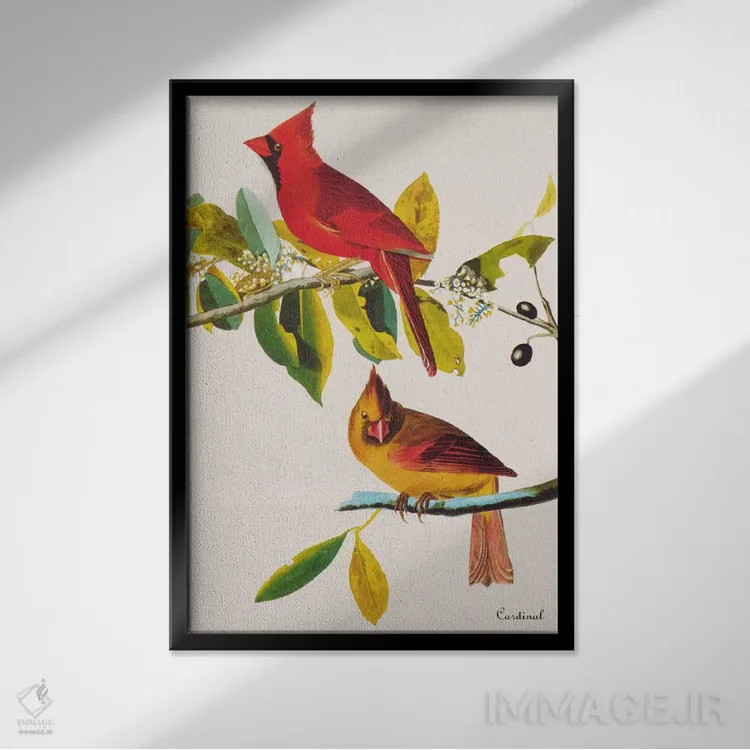 تابلو کارباورال (پرنده) اثر جان جیمز آدوبون (نقاش و پرندهشناس) - نمای قابدار مشکی