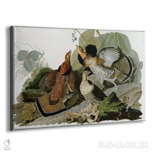 تابلو قرقاول یقهدار اثر جان جیمز آدوبون (نقاش و پرندهشناس) - نمای پرسپکتیو محصول