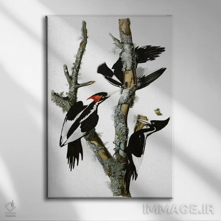 تابلو دارکوب منقارقوچی، ۱۸۲۹ اثر جان جیمز آدوبون (نقاش و پرندهشناس) - نمای روبهرو روی دیوار