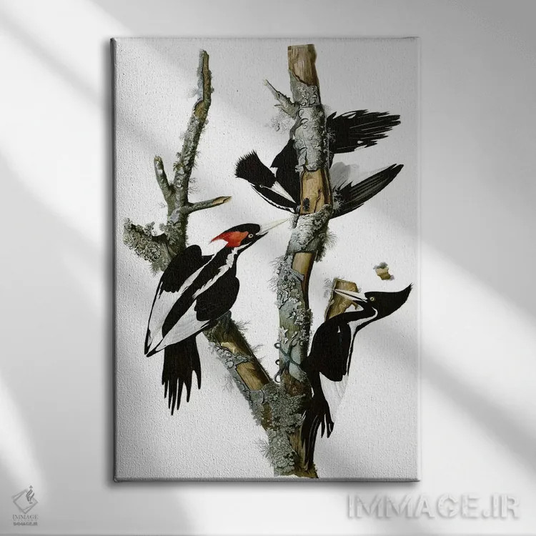 تابلو دارکوب منقارقوچی، ۱۸۲۹ اثر جان جیمز آدوبون (نقاش و پرندهشناس) - نمای روبهرو روی دیوار