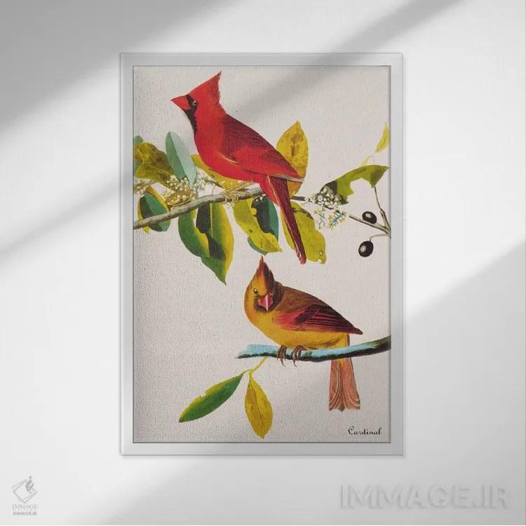 تابلو کارباورال (پرنده) اثر جان جیمز آدوبون (نقاش و پرندهشناس) - نمای قابدار سفید