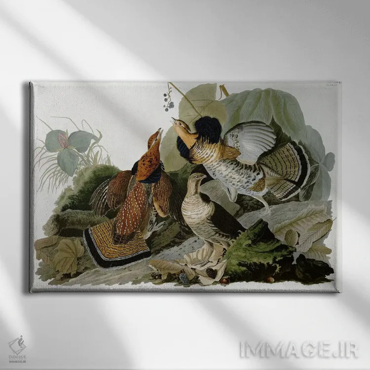 تابلو قرقاول یقهدار اثر جان جیمز آدوبون (نقاش و پرندهشناس) - نمای روبهرو روی دیوار