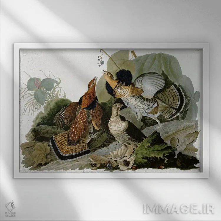 تابلو قرقاول یقهدار اثر جان جیمز آدوبون (نقاش و پرندهشناس) - نمای قابدار سفید