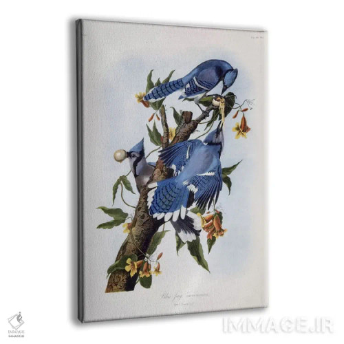 تابلو جی آبی اثر جان جیمز آدوبون (نقاش و پرندهشناس) - نمای پرسپکتیو محصول