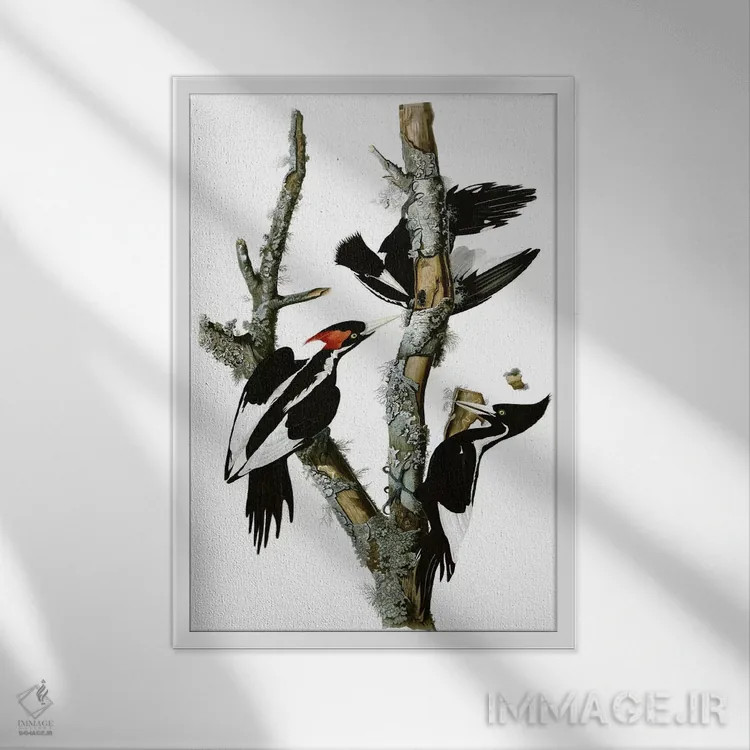 تابلو دارکوب منقارقوچی، ۱۸۲۹ اثر جان جیمز آدوبون (نقاش و پرندهشناس) - نمای قابدار سفید