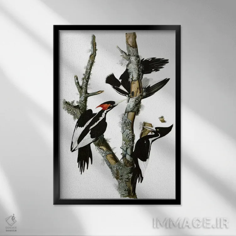 تابلو دارکوب منقارقوچی، ۱۸۲۹ اثر جان جیمز آدوبون (نقاش و پرندهشناس) - نمای قابدار مشکی