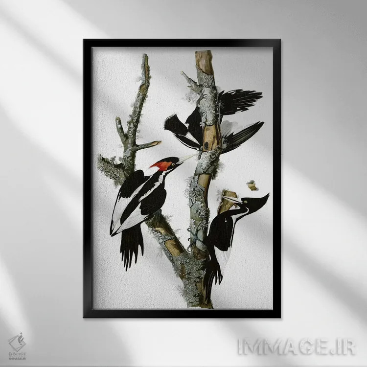 تابلو دارکوب منقارقوچی، ۱۸۲۹ اثر جان جیمز آدوبون (نقاش و پرندهشناس) - نمای قابدار مشکی