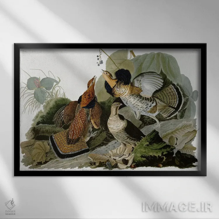 تابلو قرقاول یقهدار اثر جان جیمز آدوبون (نقاش و پرندهشناس) - نمای قابدار مشکی