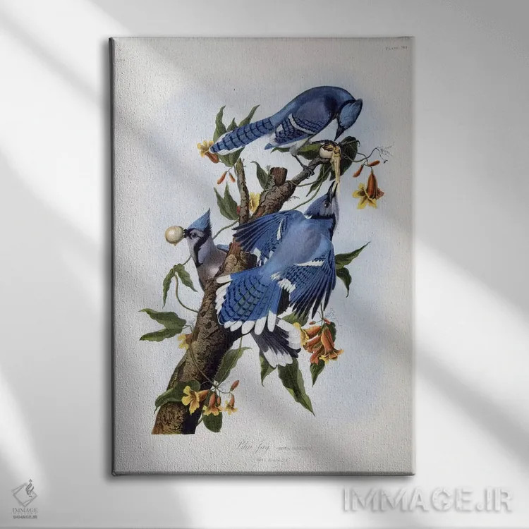 تابلو جی آبی اثر جان جیمز آدوبون (نقاش و پرندهشناس) - نمای روبهرو روی دیوار