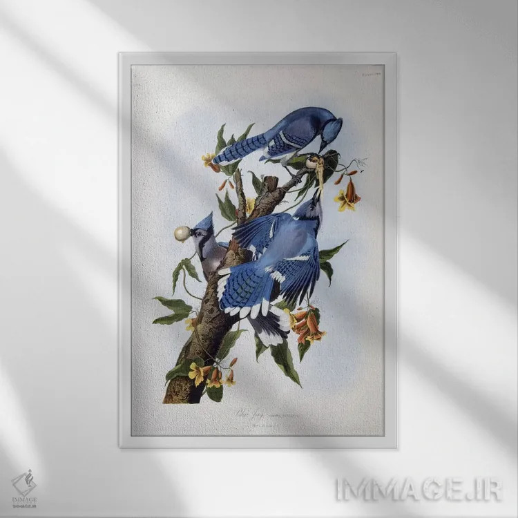 تابلو جی آبی اثر جان جیمز آدوبون (نقاش و پرندهشناس) - نمای قابدار سفید