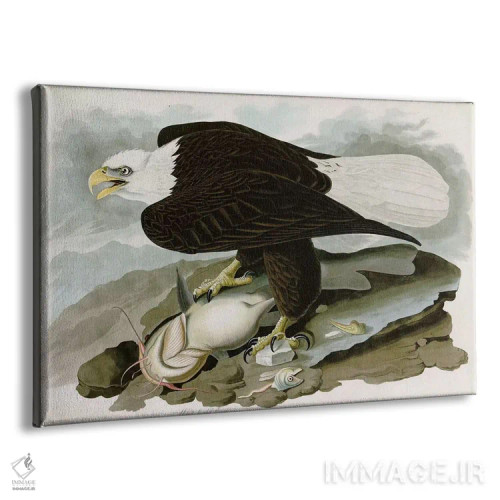 تابلو عقاب سرسفید اثر جان جیمز آدوبون (نقاش و پرندهشناس) - نمای پرسپکتیو محصول
