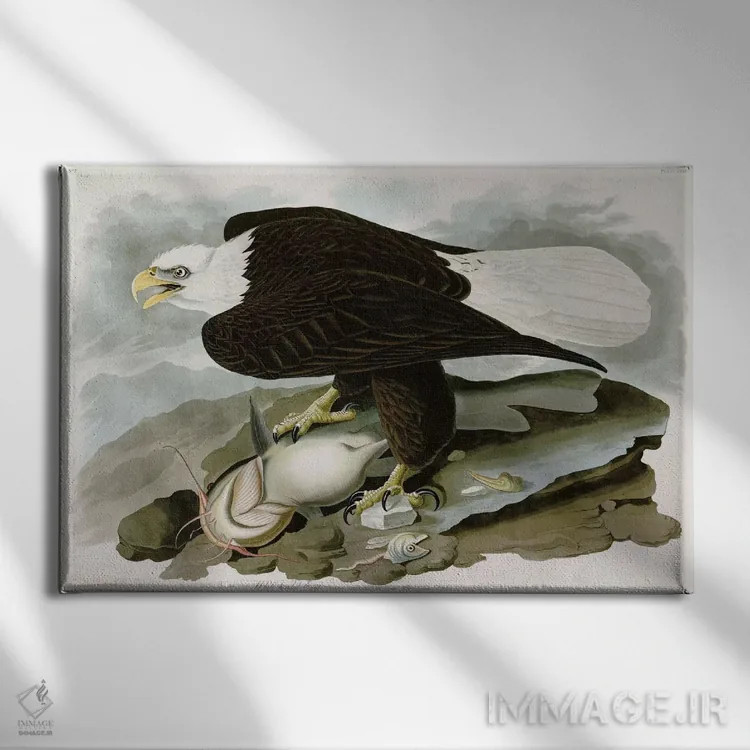 تابلو عقاب سرسفید اثر جان جیمز آدوبون (نقاش و پرندهشناس) - نمای روبهرو روی دیوار