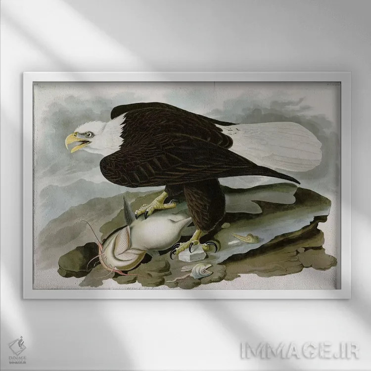 تابلو عقاب سرسفید اثر جان جیمز آدوبون (نقاش و پرندهشناس) - نمای قابدار سفید
