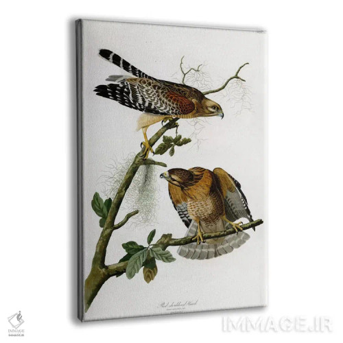 تابلو شاهین سرخشانه اثر جان جیمز آدوبون (نقاش و پرندهشناس) - نمای پرسپکتیو محصول