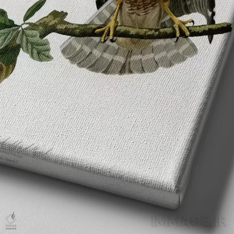 تابلو شاهین سرخشانه اثر جان جیمز آدوبون (نقاش و پرندهشناس) - نمای نزدیک بافت بوم