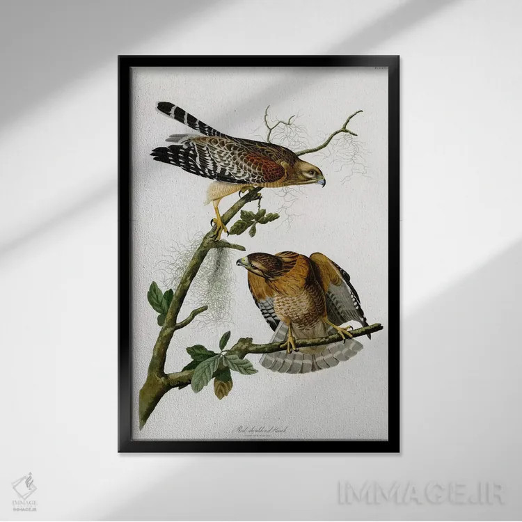 تابلو شاهین سرخشانه اثر جان جیمز آدوبون (نقاش و پرندهشناس) - نمای قابدار مشکی