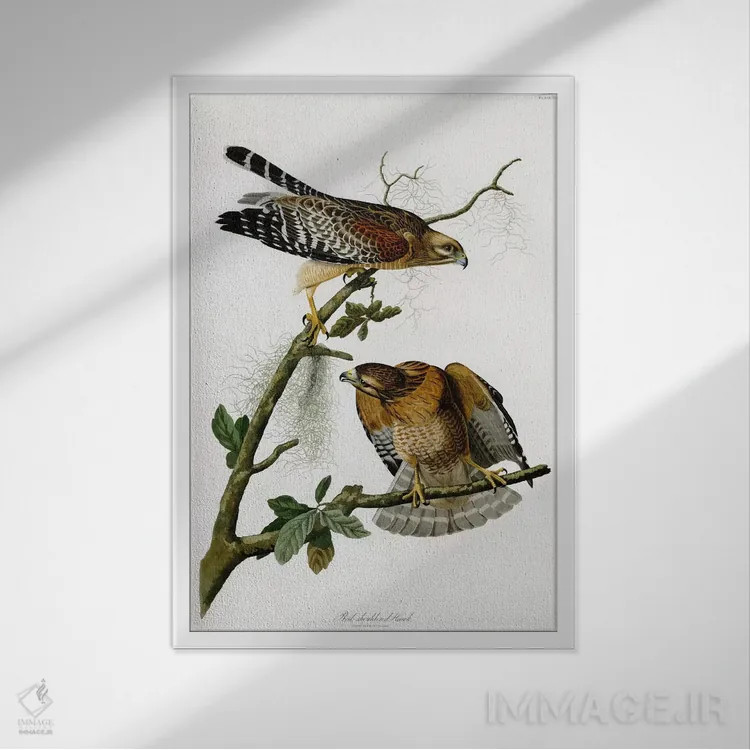 تابلو شاهین سرخشانه اثر جان جیمز آدوبون (نقاش و پرندهشناس) - نمای قابدار سفید