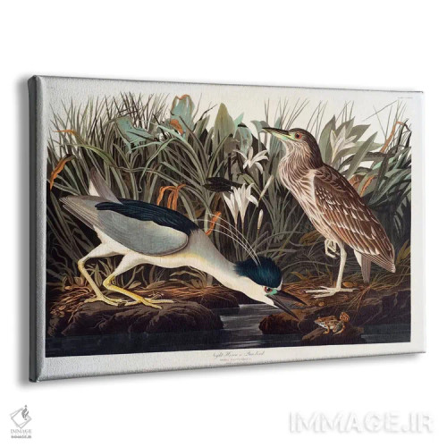 تابلو حواصیل شبزی تاجسیاه یا پرندهٔ کوآ اثر جان جیمز آدوبون (نقاش و پرندهشناس) - نمای پرسپکتیو محصول