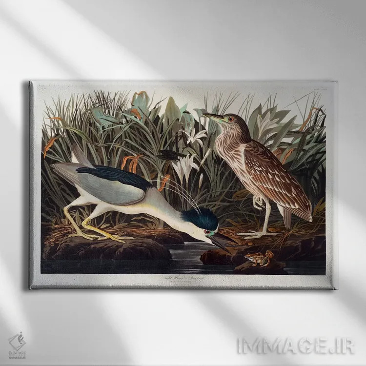 تابلو حواصیل شبزی تاجسیاه یا پرندهٔ کوآ اثر جان جیمز آدوبون (نقاش و پرندهشناس) - نمای روبهرو روی دیوار