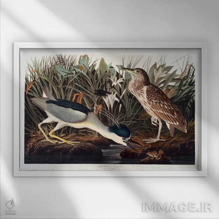 تابلو حواصیل شبزی تاجسیاه یا پرندهٔ کوآ اثر جان جیمز آدوبون (نقاش و پرندهشناس) - نمای قابدار سفید