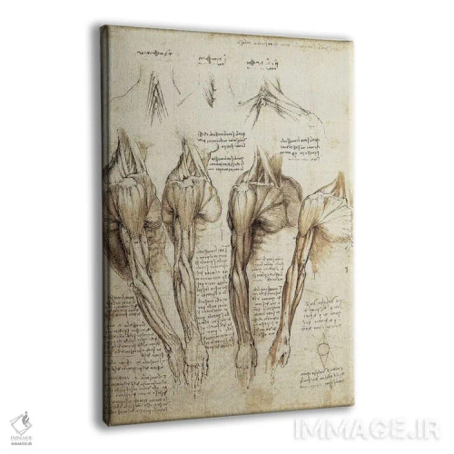 تابلو مطالعهٔ بازوها و شانهها (طرح هنری) اثر لئوناردو داوینچی (نقاش و مخترع ایتالیایی) - نمای پرسپکتیو محصول