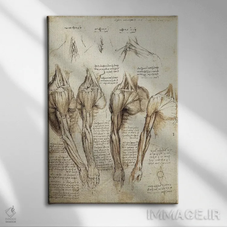 تابلو مطالعهٔ بازوها و شانهها (طرح هنری) اثر لئوناردو داوینچی (نقاش و مخترع ایتالیایی) - نمای روبهرو روی دیوار