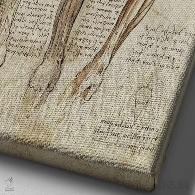 تابلو مطالعهٔ بازوها و شانهها (طرح هنری) اثر لئوناردو داوینچی (نقاش و مخترع ایتالیایی) - نمای نزدیک بافت بوم