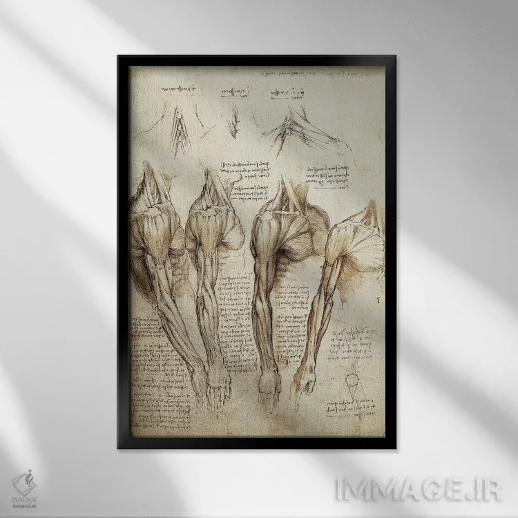 تابلو مطالعهٔ بازوها و شانهها (طرح هنری) اثر لئوناردو داوینچی (نقاش و مخترع ایتالیایی) - نمای قابدار مشکی
