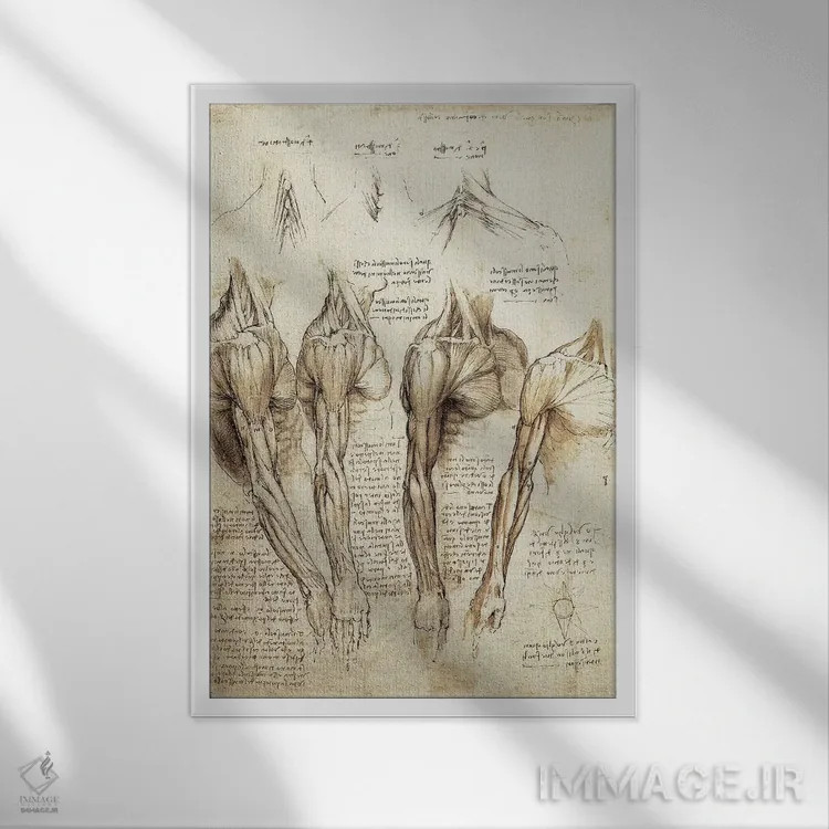 تابلو مطالعهٔ بازوها و شانهها (طرح هنری) اثر لئوناردو داوینچی (نقاش و مخترع ایتالیایی) - نمای قابدار سفید