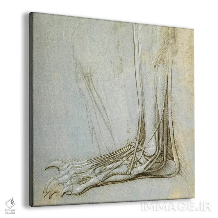 تابلو کالبدشناسی پا، ۱۴۸۵ اثر لئوناردو داوینچی (نقاش و مخترع ایتالیایی) - نمای پرسپکتیو محصول