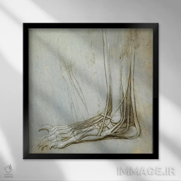 تابلو کالبدشناسی پا، ۱۴۸۵ اثر لئوناردو داوینچی (نقاش و مخترع ایتالیایی) - نمای قابدار مشکی