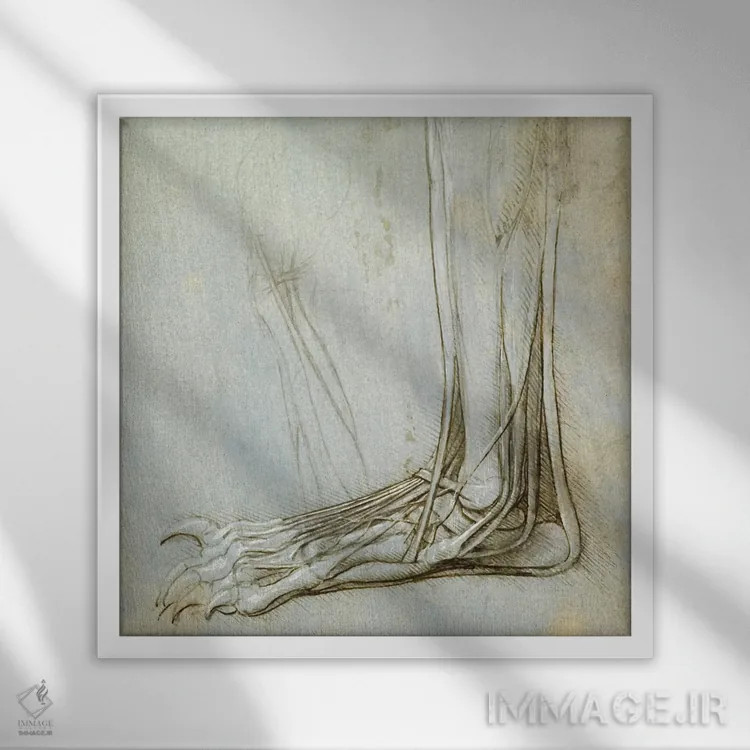 تابلو کالبدشناسی پا، ۱۴۸۵ اثر لئوناردو داوینچی (نقاش و مخترع ایتالیایی) - نمای قابدار سفید