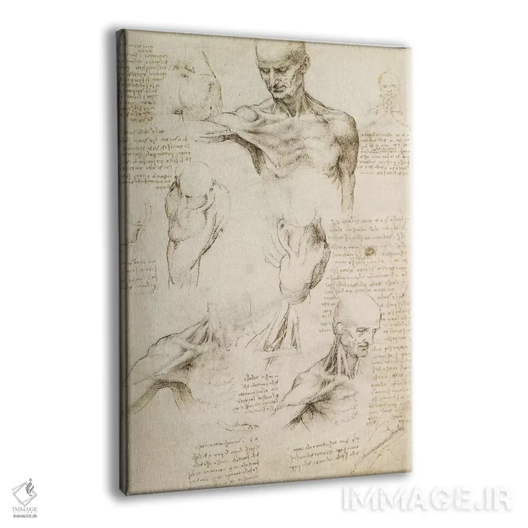 تابلو کالبدشناسی سطحی شانه و گردن (روی کاغذ)، ۱۵۱۰ اثر لئوناردو داوینچی (نقاش و مخترع ایتالیایی) - نمای پرسپکتیو محصول