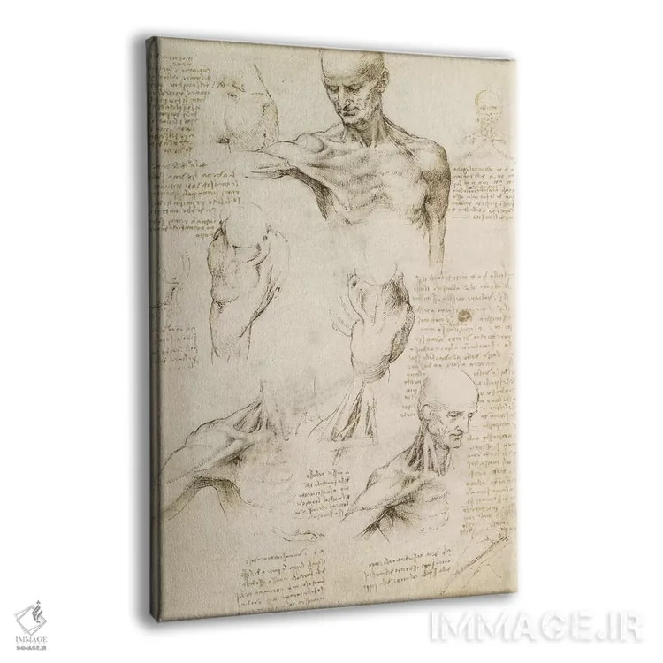 تابلو کالبدشناسی سطحی شانه و گردن (روی کاغذ)، ۱۵۱۰ اثر لئوناردو داوینچی (نقاش و مخترع ایتالیایی) - نمای پرسپکتیو محصول
