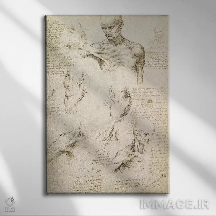 تابلو کالبدشناسی سطحی شانه و گردن (روی کاغذ)، ۱۵۱۰ اثر لئوناردو داوینچی (نقاش و مخترع ایتالیایی) - نمای روبهرو روی دیوار