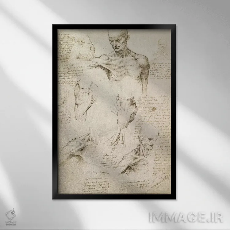تابلو کالبدشناسی سطحی شانه و گردن (روی کاغذ)، ۱۵۱۰ اثر لئوناردو داوینچی (نقاش و مخترع ایتالیایی) - نمای قابدار مشکی