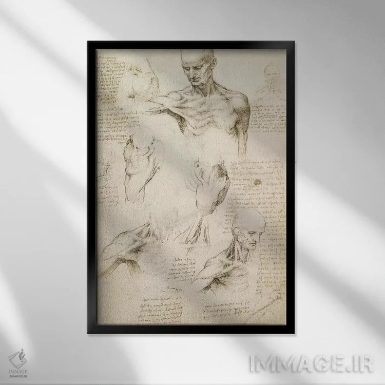 تابلو کالبدشناسی سطحی شانه و گردن (روی کاغذ)، ۱۵۱۰ اثر لئوناردو داوینچی (نقاش و مخترع ایتالیایی) - نمای قابدار مشکی