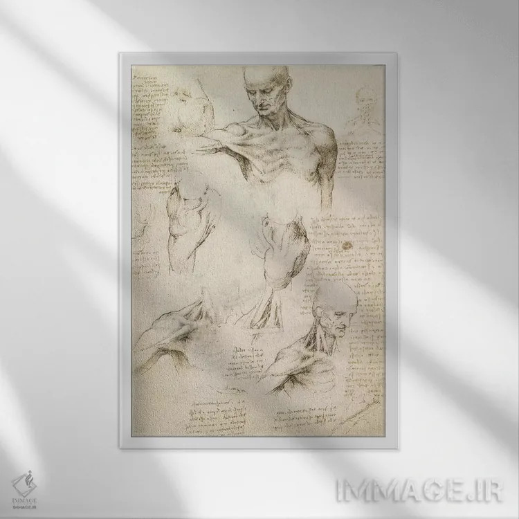 تابلو کالبدشناسی سطحی شانه و گردن (روی کاغذ)، ۱۵۱۰ اثر لئوناردو داوینچی (نقاش و مخترع ایتالیایی) - نمای قابدار سفید