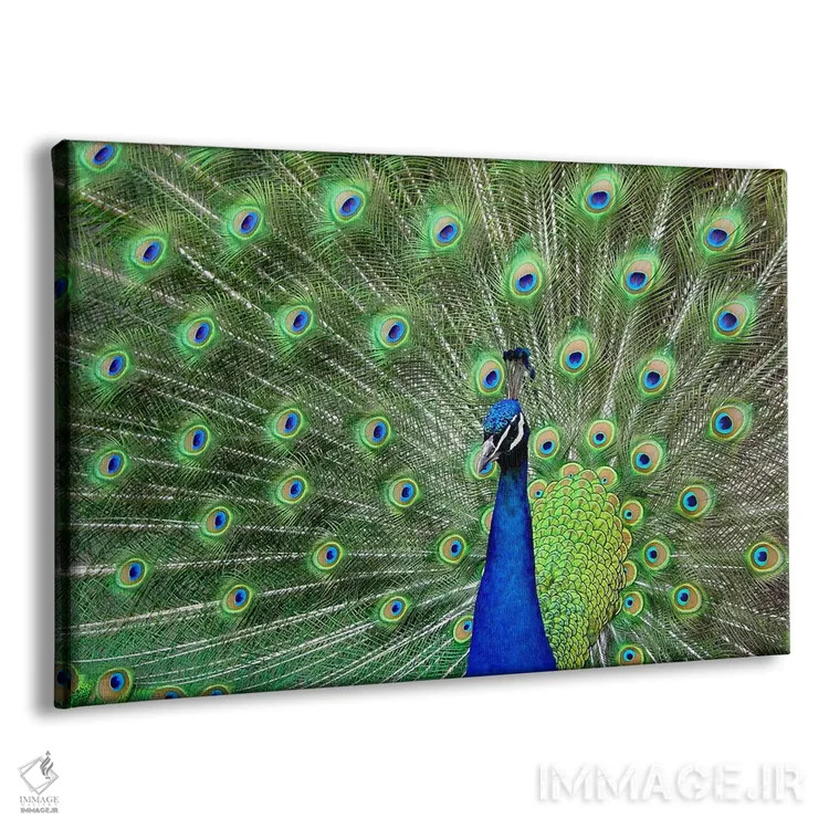 تابلو پر طاووس اثر هنرمند ناشناس - نمای پرسپکتیو محصول