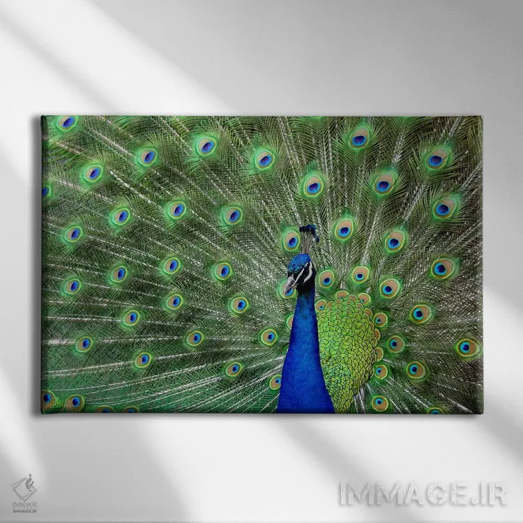 تابلو پر طاووس اثر هنرمند ناشناس - نمای روبهرو روی دیوار
