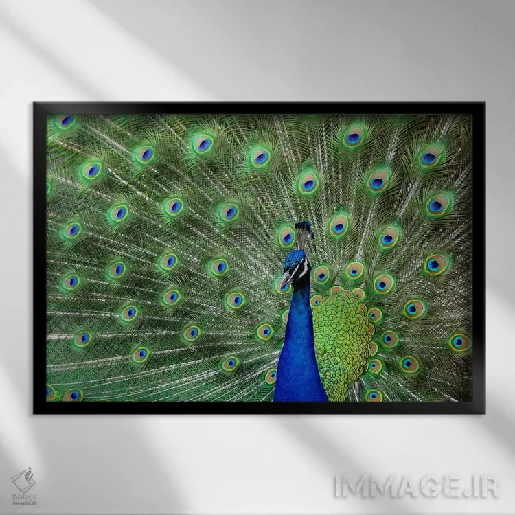 تابلو پر طاووس اثر هنرمند ناشناس - نمای قابدار مشکی