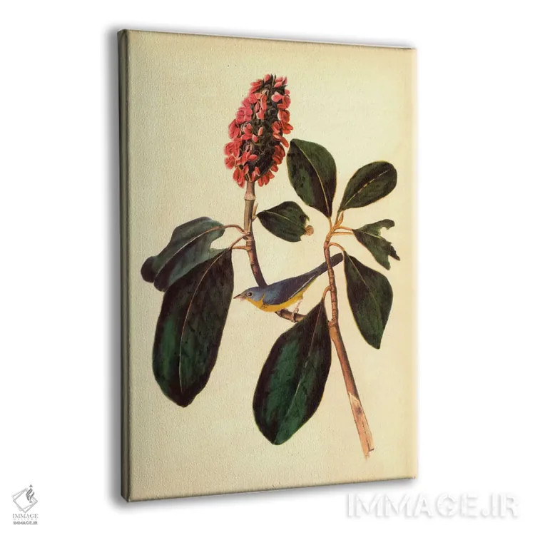 تابلو پرندهٔ خوشآواز (واربلر) اثر جان جیمز آدوبون (نقاش و پرندهشناس) - نمای پرسپکتیو محصول