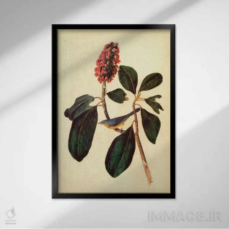 تابلو پرندهٔ خوشآواز (واربلر) اثر جان جیمز آدوبون (نقاش و پرندهشناس) - نمای قابدار مشکی