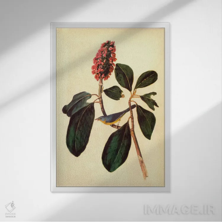 تابلو پرندهٔ خوشآواز (واربلر) اثر جان جیمز آدوبون (نقاش و پرندهشناس) - نمای قابدار سفید