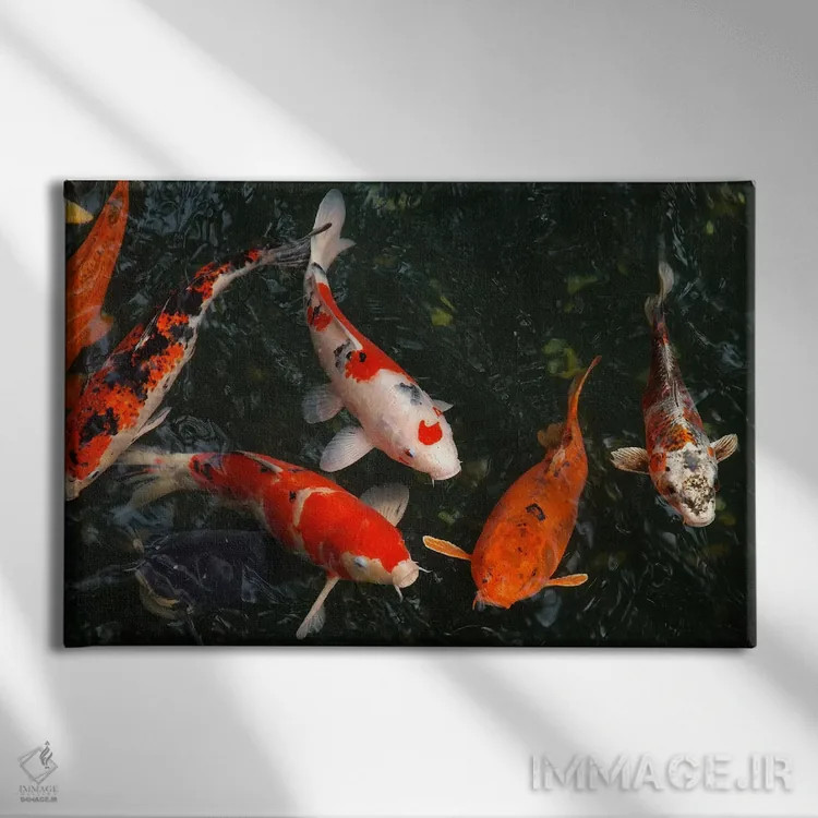 تابلو ماهی کوی در ژاپن اثر هنرمند ناشناس - نمای روبهرو روی دیوار