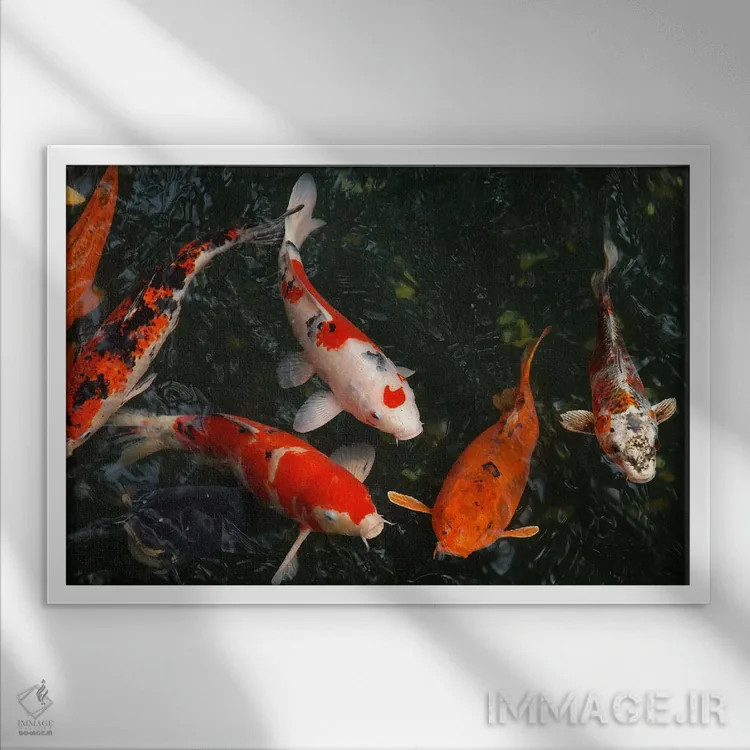 تابلو ماهی کوی در ژاپن اثر هنرمند ناشناس - نمای قابدار سفید