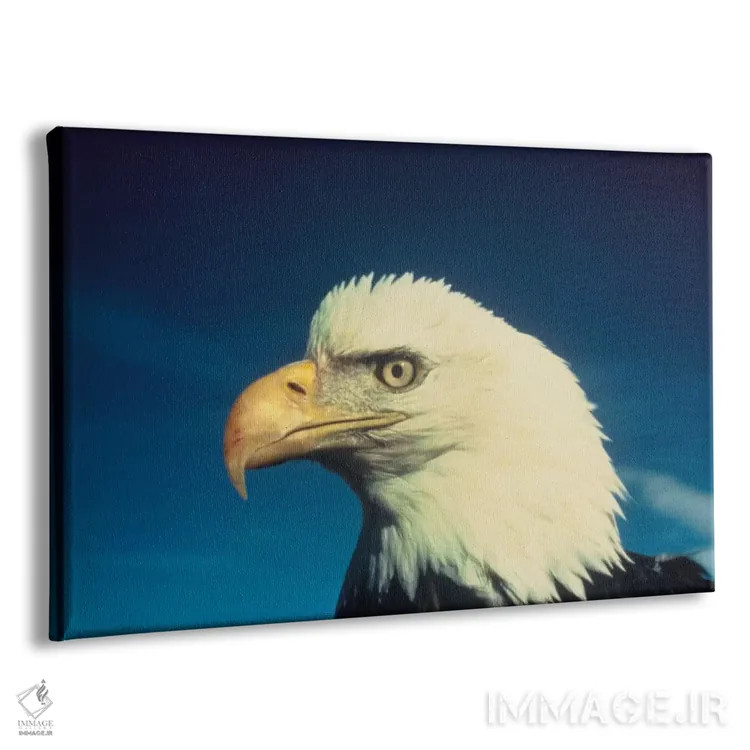 تابلو عقاب سرسفید (پرنده ملی آمریکا) اثر هنرمند ناشناس - نمای پرسپکتیو محصول