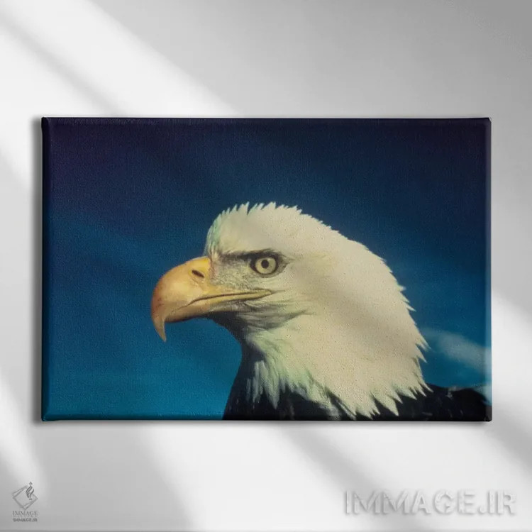 تابلو عقاب سرسفید (پرنده ملی آمریکا) اثر هنرمند ناشناس - نمای روبهرو روی دیوار
