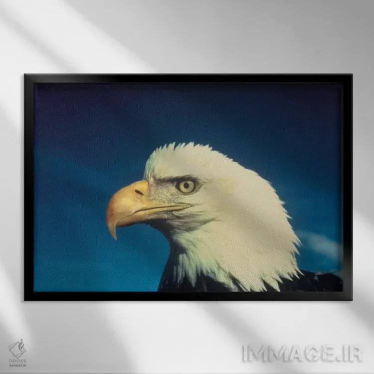 تابلو عقاب سرسفید (پرنده ملی آمریکا) اثر هنرمند ناشناس - نمای قابدار مشکی